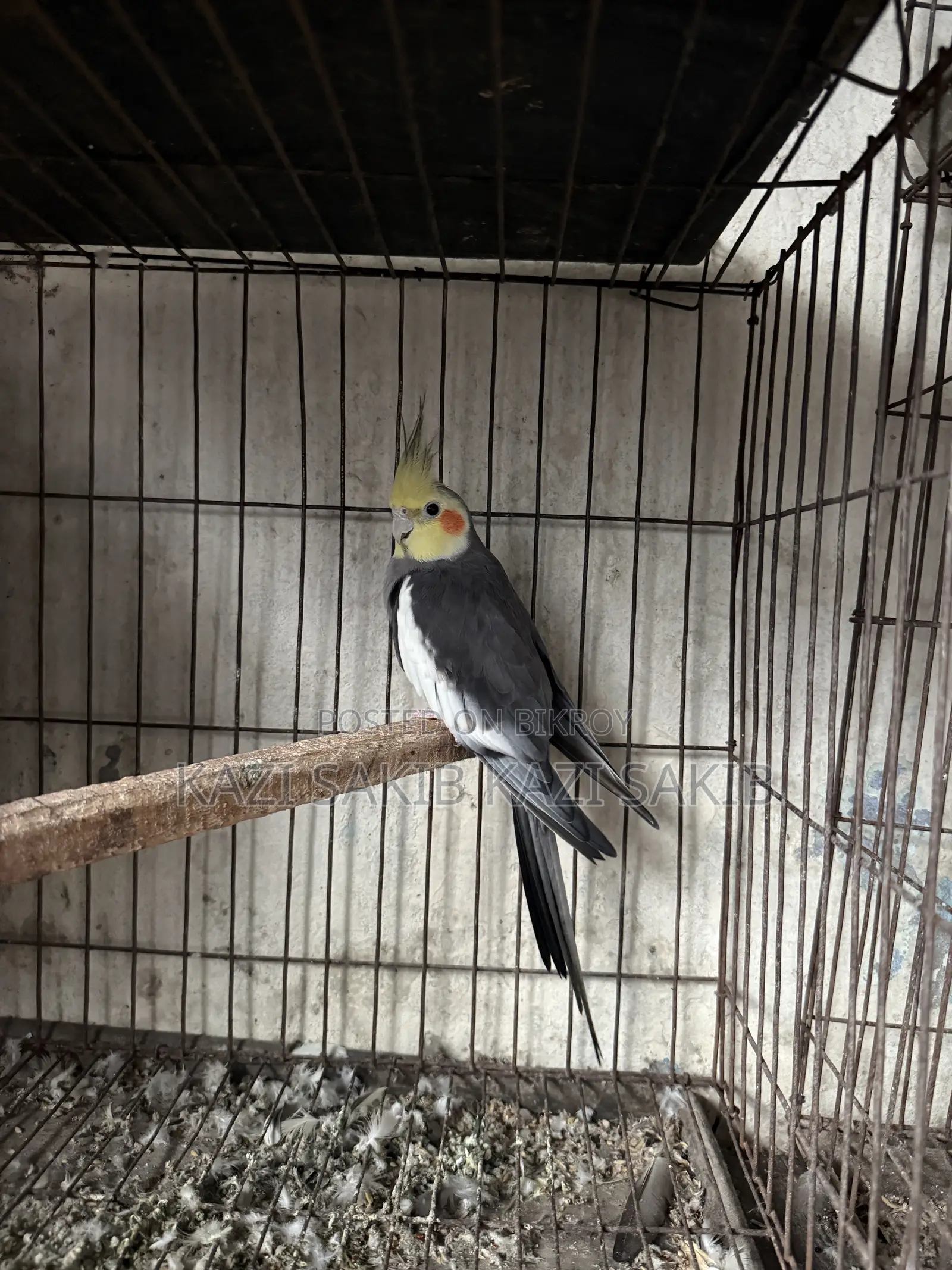 Cocatail Pakhi
