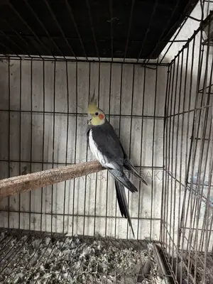 Cocatail Pakhi