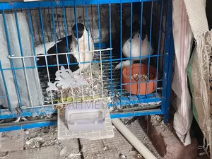 Good breed Shirazi pigeons for sale.