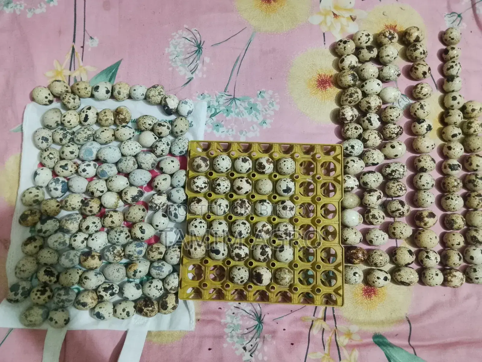 Quail Hatching Eggs
