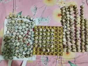 Quail Hatching Eggs