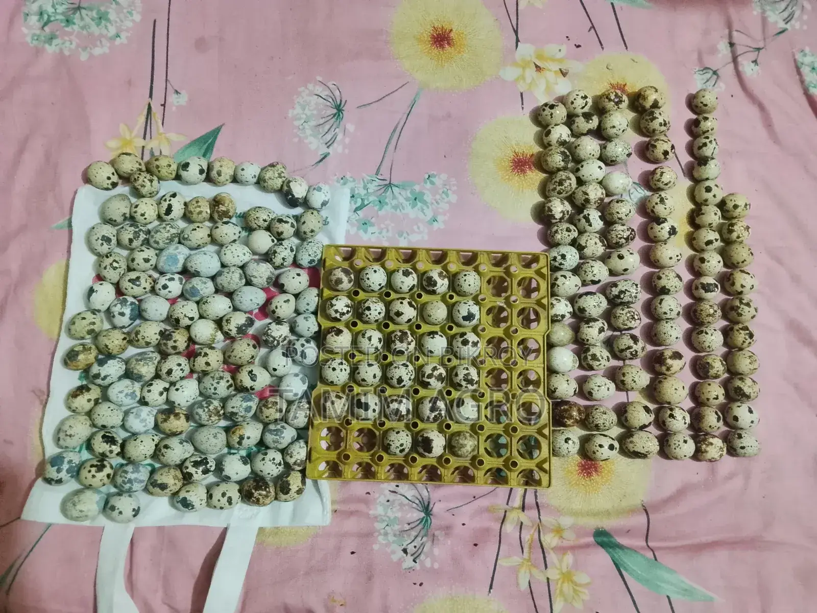 Quail Hatching Eggs