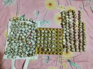 Quail Hatching Eggs