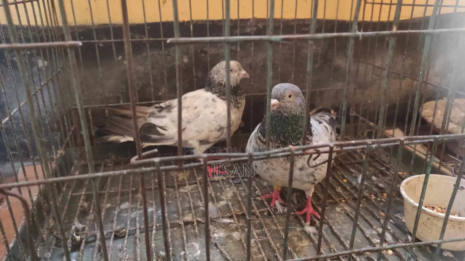 Giribaz Pigeon Pair