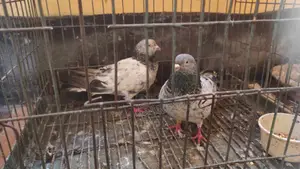 Giribaz Pigeon Pair