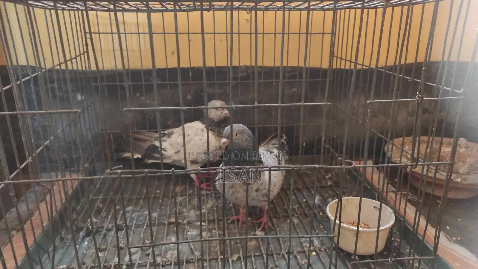 Giribaz Pigeon Pair