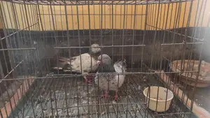 Giribaz Pigeon Pair