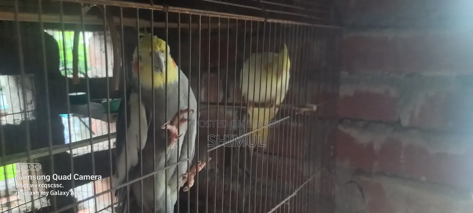 Cockatiel Bird