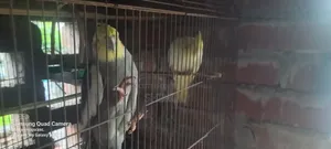 Cockatiel Bird