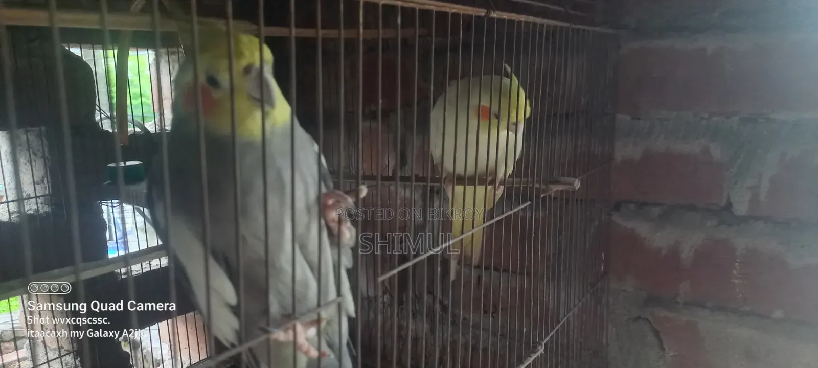 Cockatiel Bird