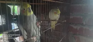Cockatiel Bird