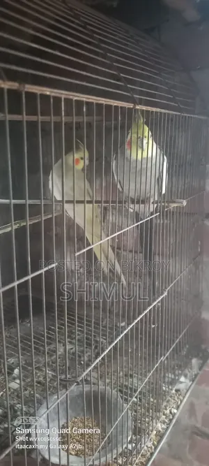 Cockatiel Bird