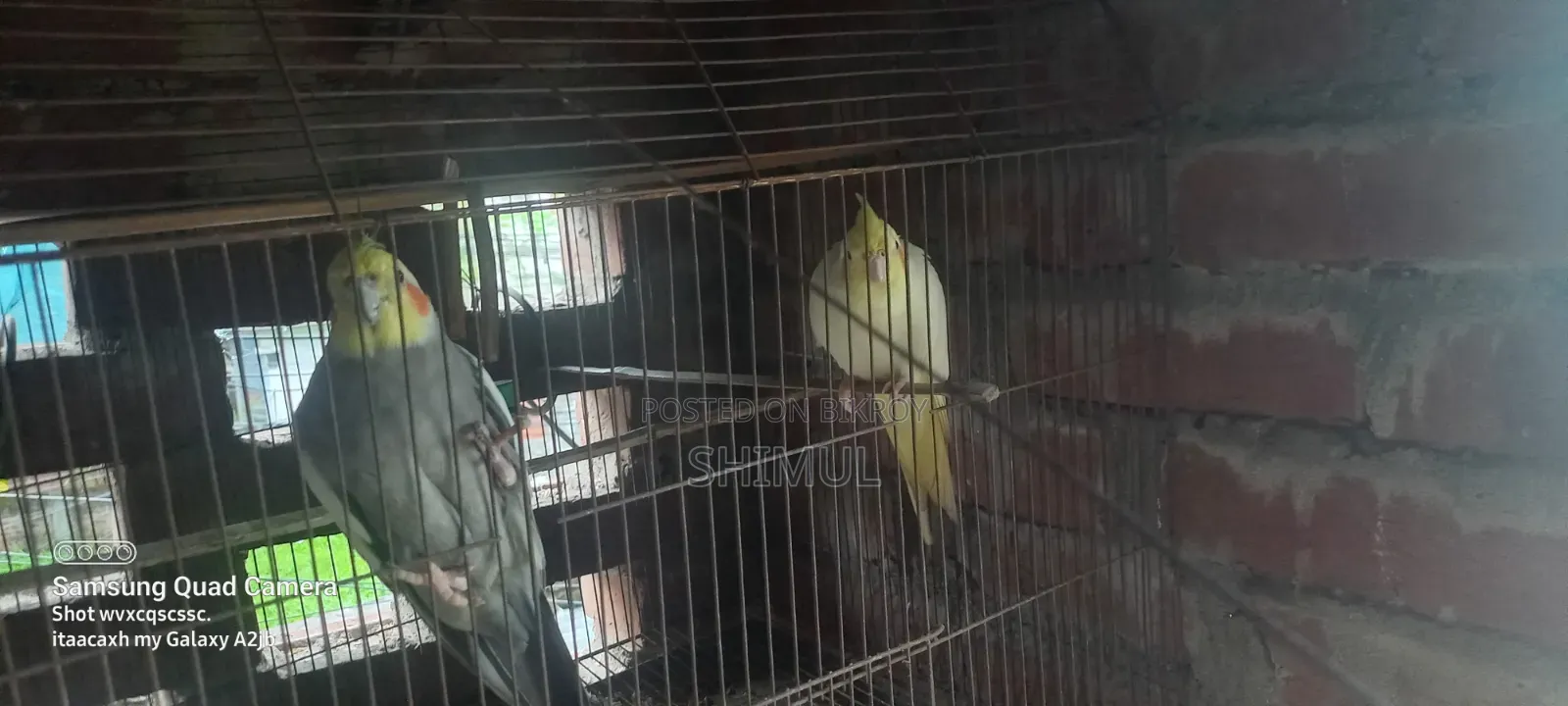 Cockatiel Bird