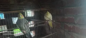 Cockatiel Bird