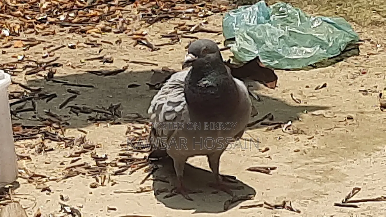 A Racer Male Pigeon