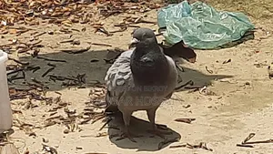 A Racer Male Pigeon