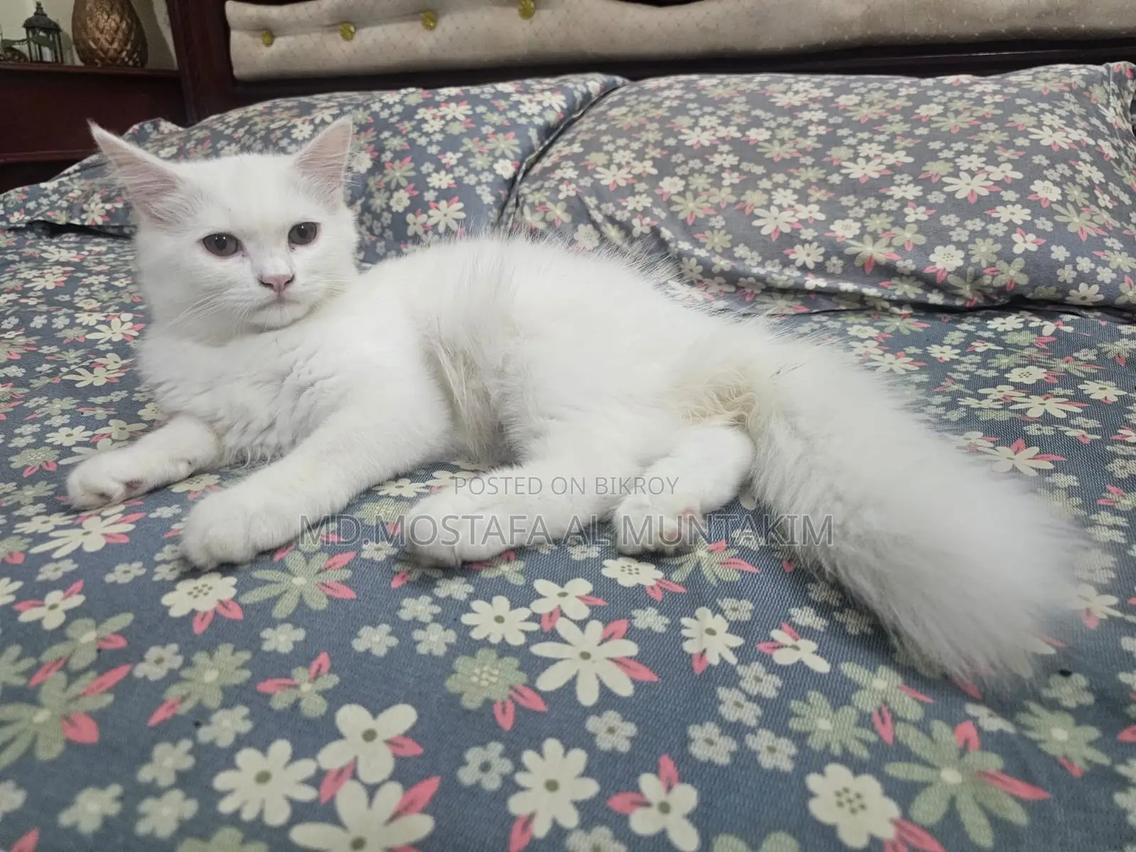 3-6 Months Male Mixed Breed Persian