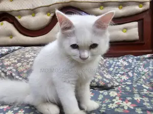 3-6 Months Male Mixed Breed Persian