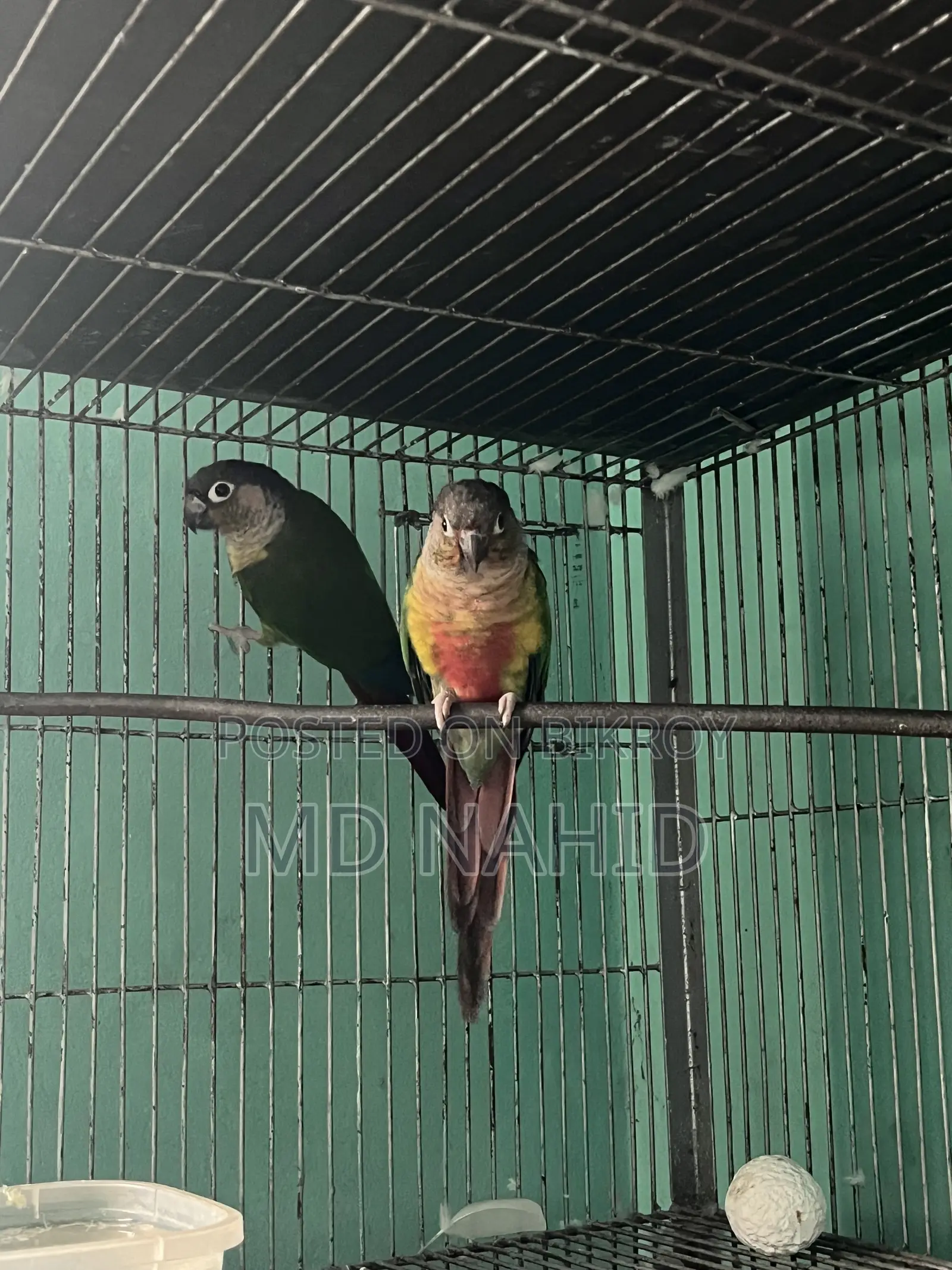 Green Cheek Conure