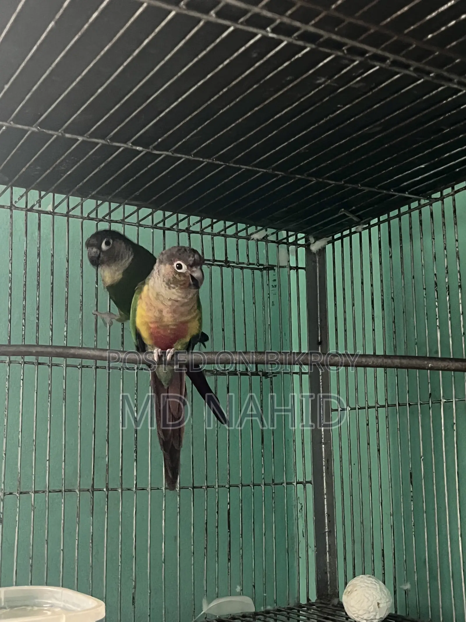 Green Cheek Conure