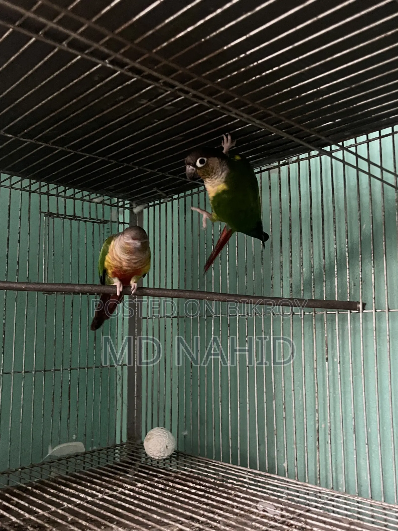 Green Cheek Conure