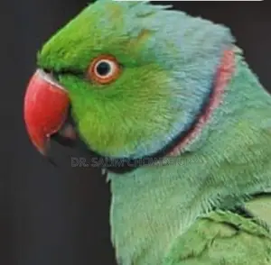 রিং নেক টিয়া/ Ring Neck Parrot Tiya