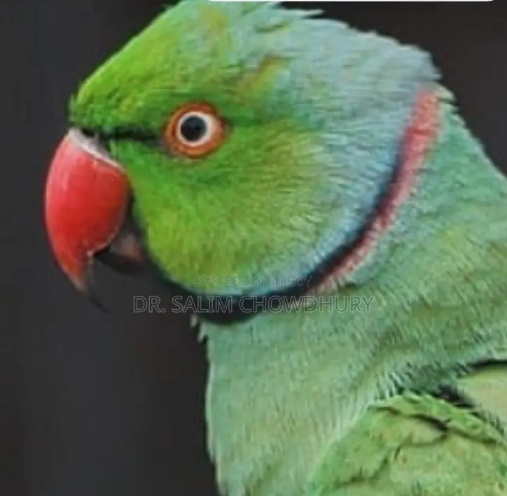 রিং নেক টিয়া/ Ring Neck Parrot Tiya