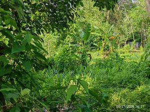 Adulteration-free land for sale.
