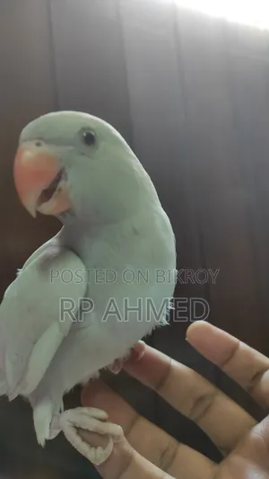 Ringneck Baby