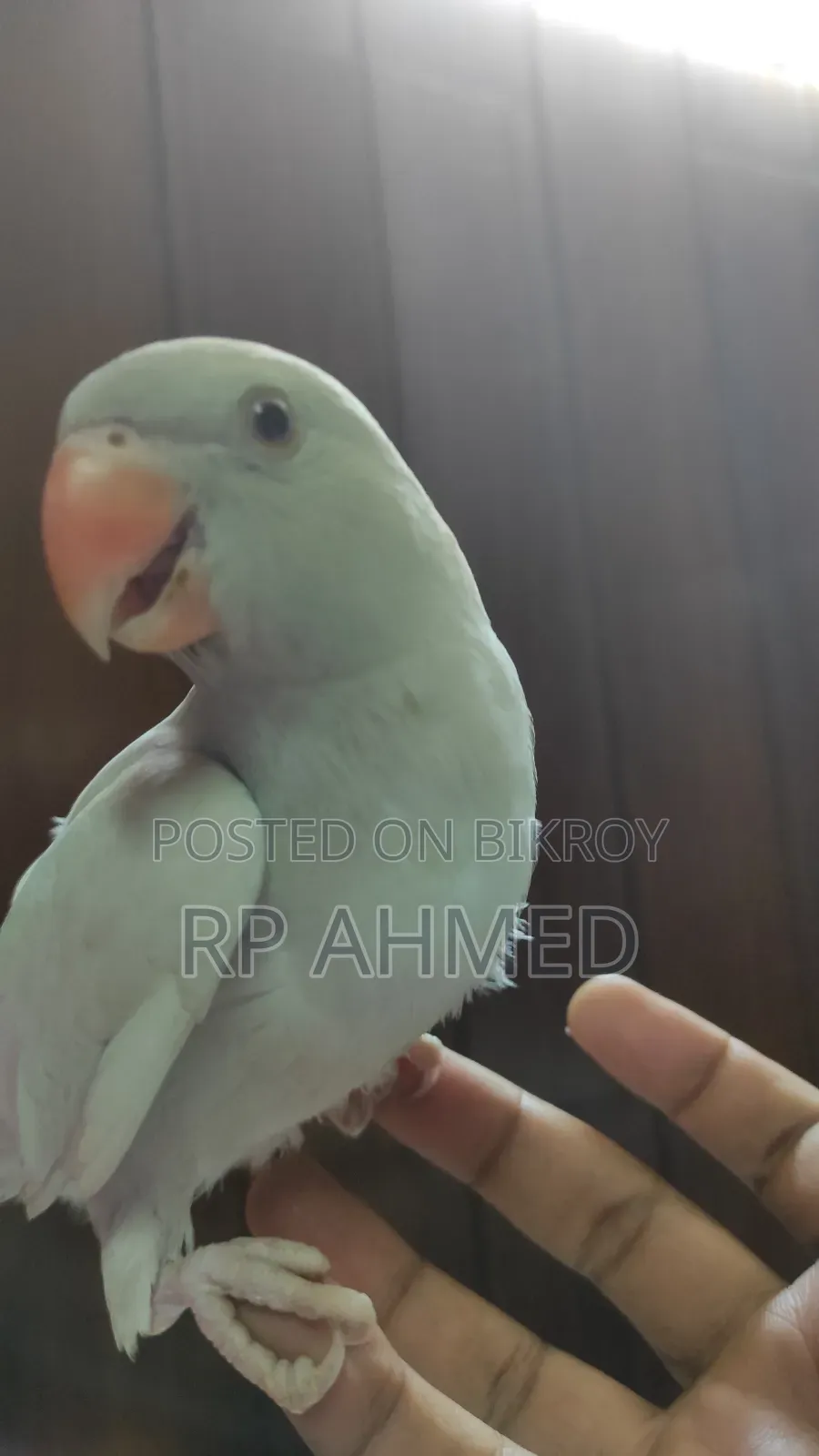 Ringneck Baby
