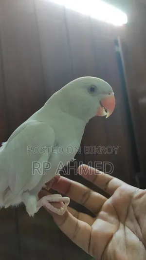 Ringneck Baby