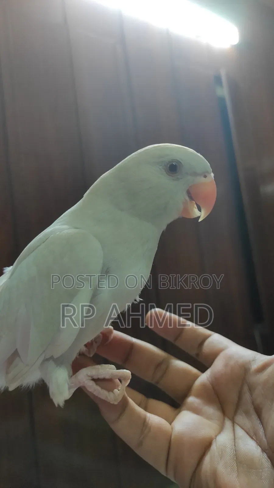 Ringneck Baby