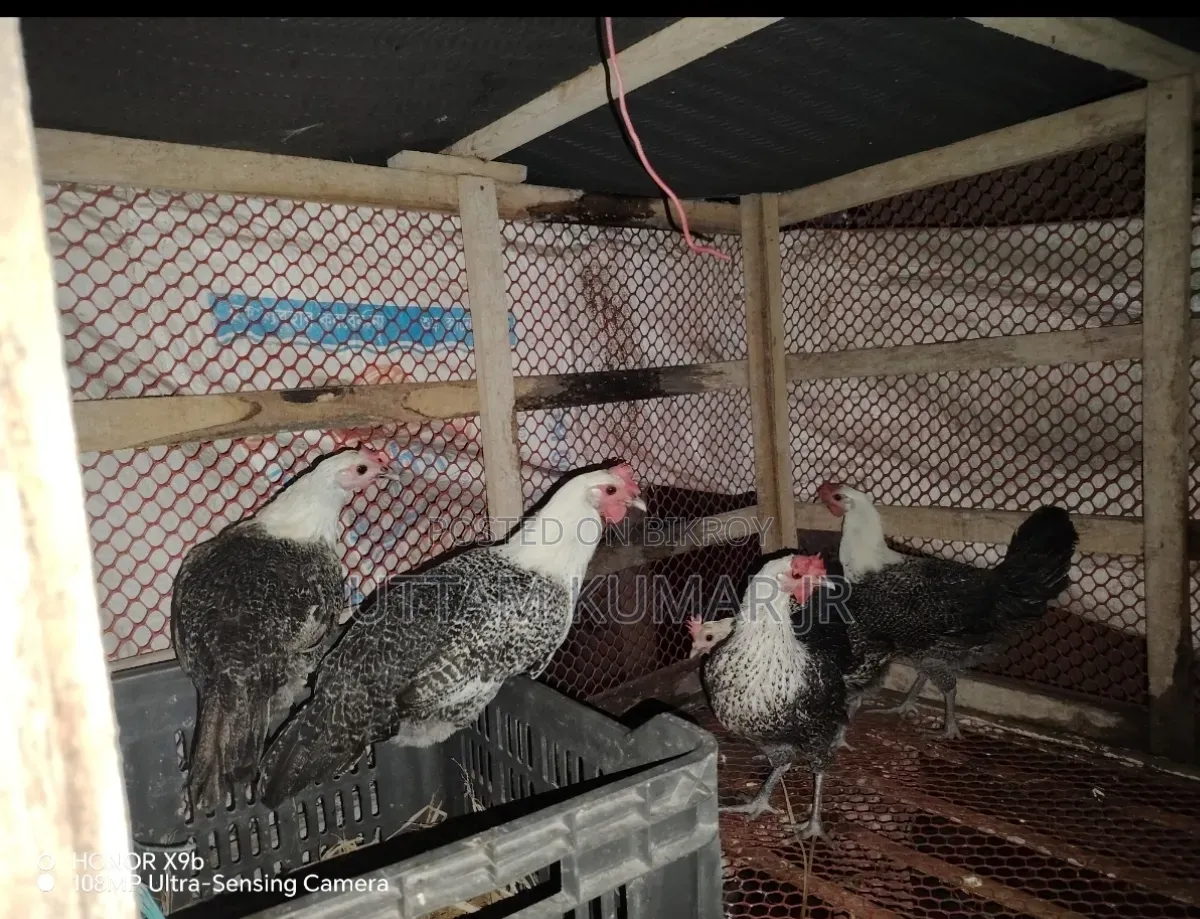 Fayoumi Laying Hen Sale Post