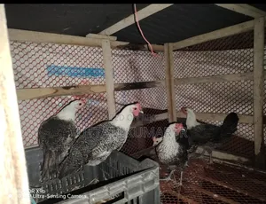 Fayoumi Laying Hen Sale Post