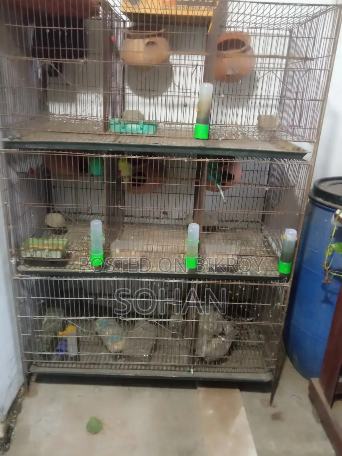 Budgerigar birds with cage