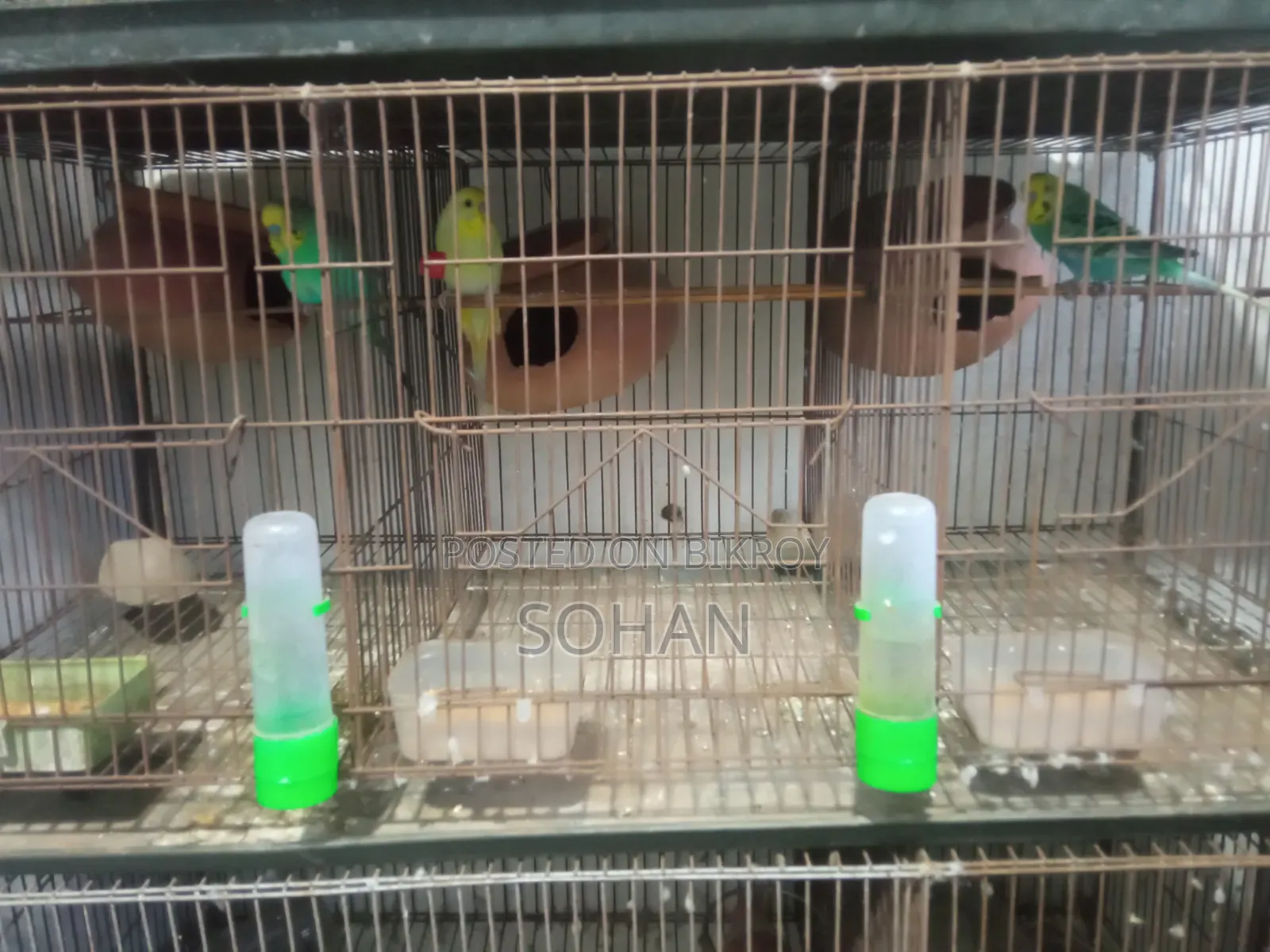 Budgerigar birds with cage