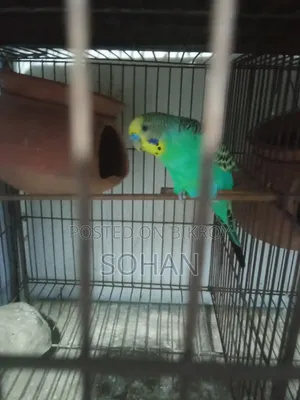 Budgerigar birds with cage