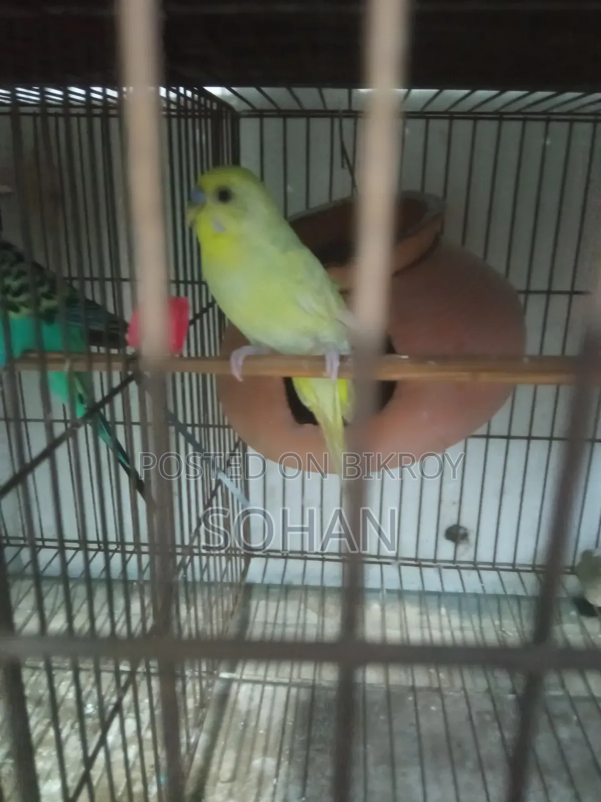 Budgerigar birds with cage