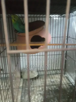 Budgerigar birds with cage
