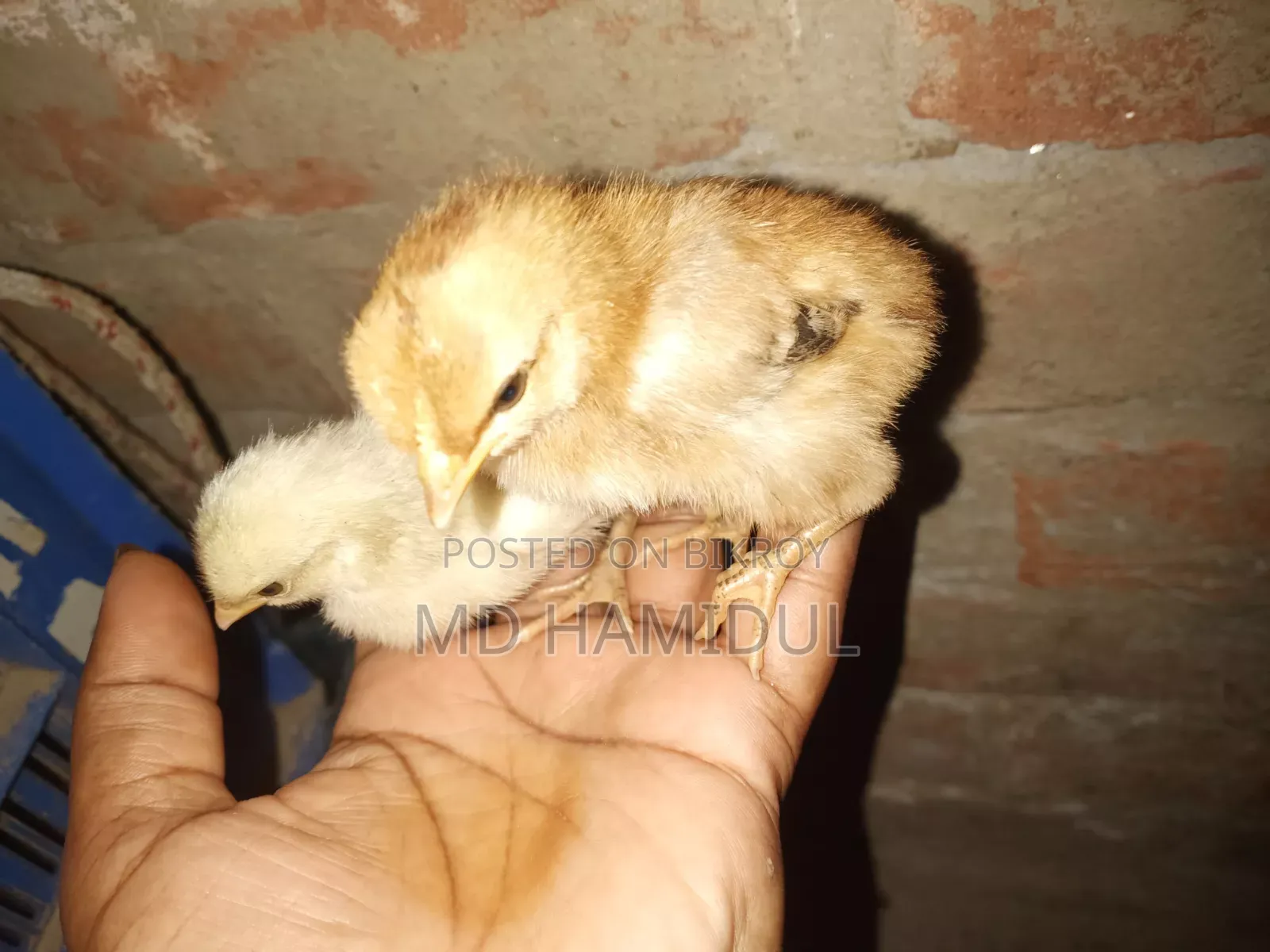 Desi Chicken Chicks