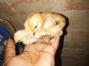 Desi Chicken Chicks