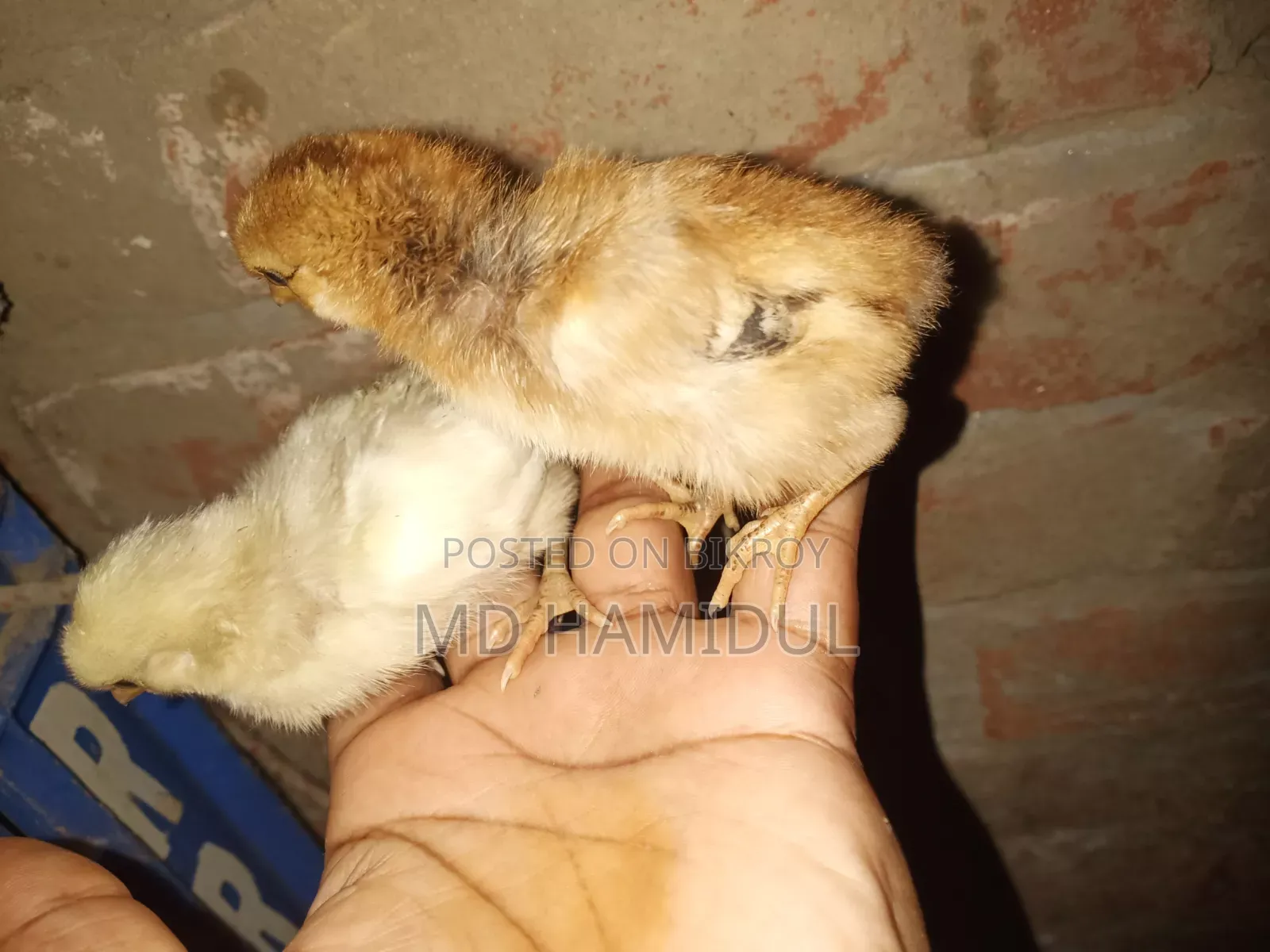 Desi Chicken Chicks