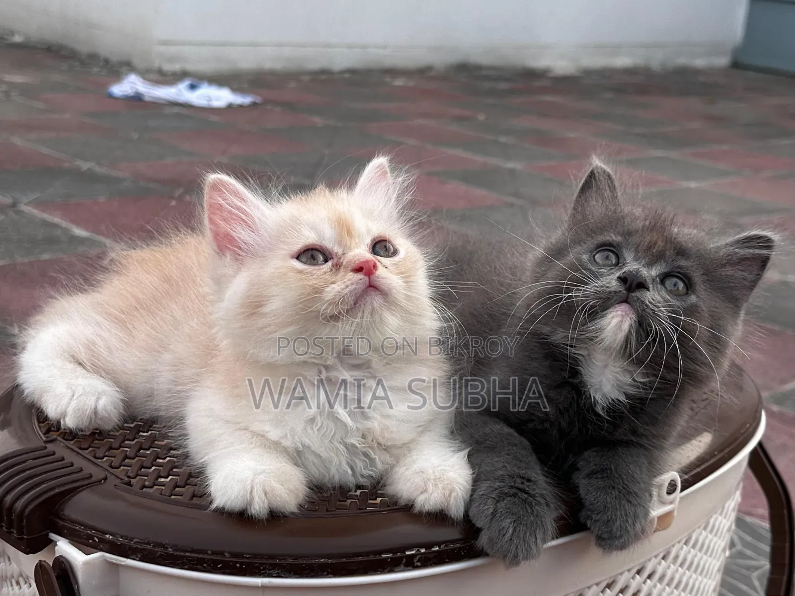 1-3 Months Male Purebred Persian
