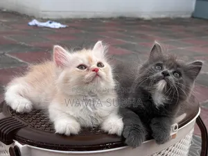 1-3 Months Male Purebred Persian