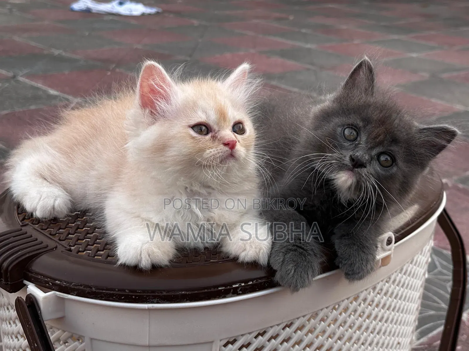 1-3 Months Male Purebred Persian