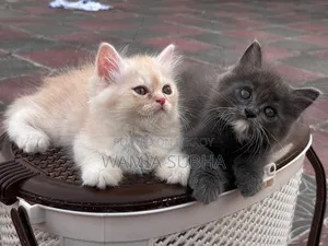 1-3 Months Male Purebred Persian