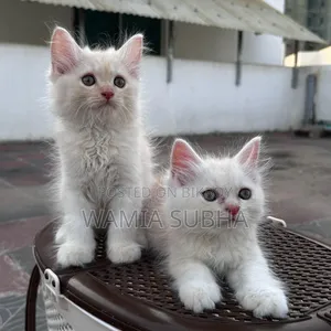1-3 Months Male Purebred Persian
