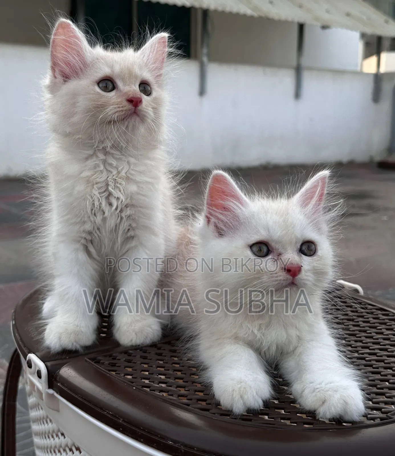 1-3 Months Male Purebred Persian