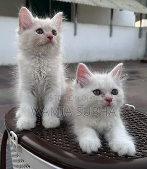 1-3 Months Male Purebred Persian
