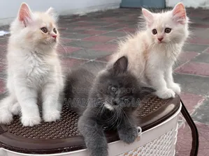1-3 Months Male Purebred Persian